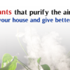 Plants That Purify The Air In Your House