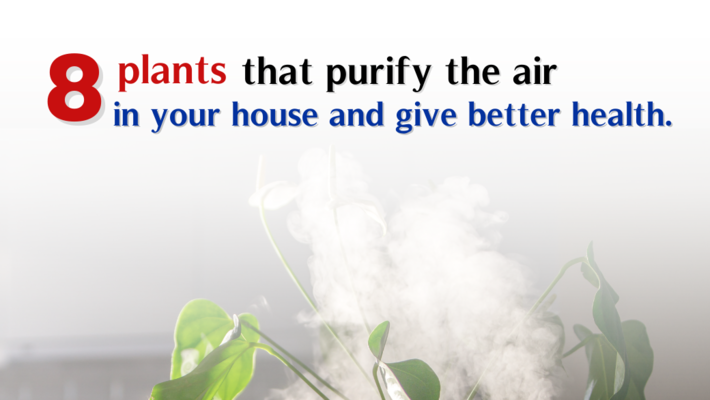 Plants That Purify The Air In Your House