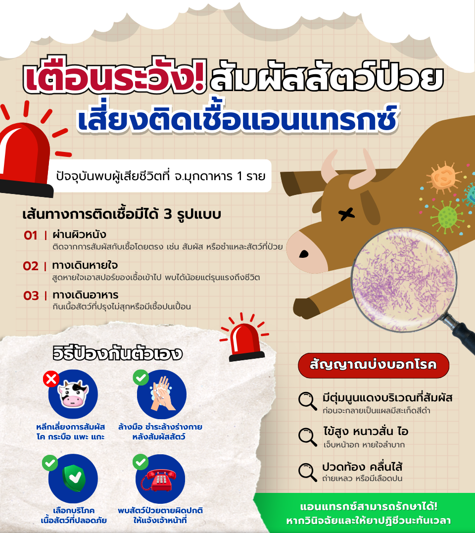 เตือนระวังสัมผัสสัตว์ป่วยเสี่ยงติดเชื้อแอนแทรกซ์.png